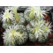 C.ursprungianum SB635 - Seed